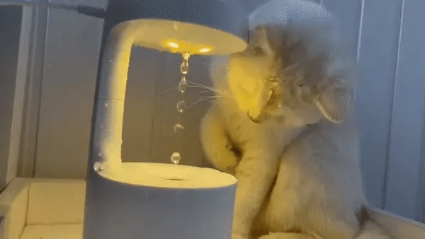 Benefits of Humidifiers for Pets